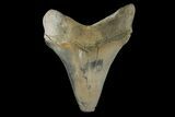 Serrated, Fossil Megalodon Tooth - Aurora, North Carolina #179736-1